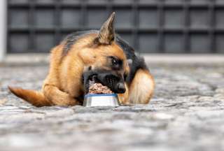 Beneficios de la comida h&uacute;meda para tu mascota