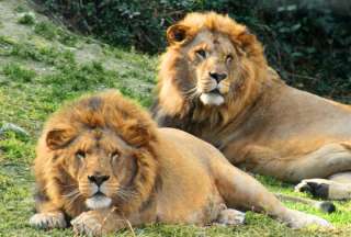 Lo m&aacute;s tierno del d&iacute;a: el conmovedor encuentro entre dos leones