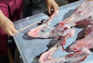 Restos hallados en chifa de Guayaquil no corresponden a perros o gatos