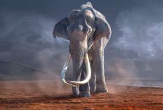 Extinci&oacute;n de la megafauna africana no fue causada por los humanos