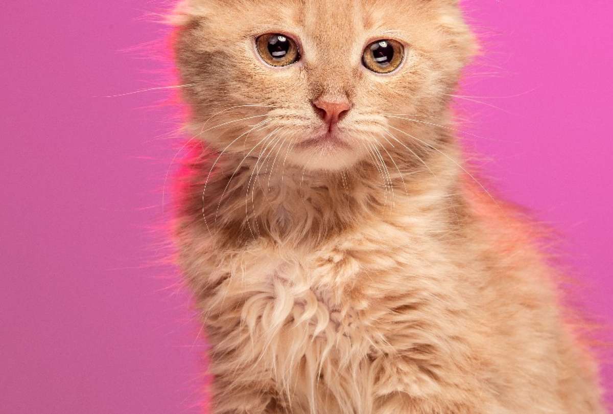 Viral: Gatita permaneci&oacute; atrapada dentro un sof&aacute; de mudanza por un mes 