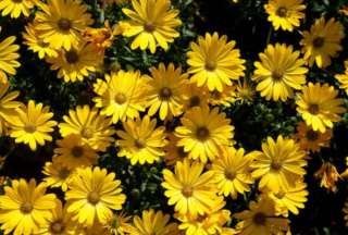 &iquest;Por qu&eacute; regalar flores amarillas el 21 de septiembre?