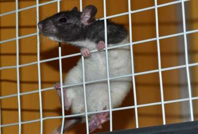 Cient&iacute;ficos logran eliminar el c&aacute;ncer de h&iacute;gado en ratas de laboratorio