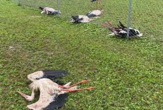 Granizada mat&oacute; a varias aves en Letonia