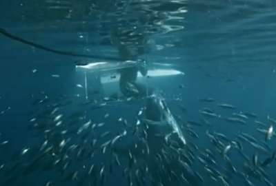 Un tibur&oacute;n embisti&oacute; a un buzo durante la filmaci&oacute;n de un reportaje