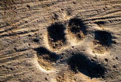 Los &ldquo;cachorros&rdquo; de la edad de hielo eran lobos.