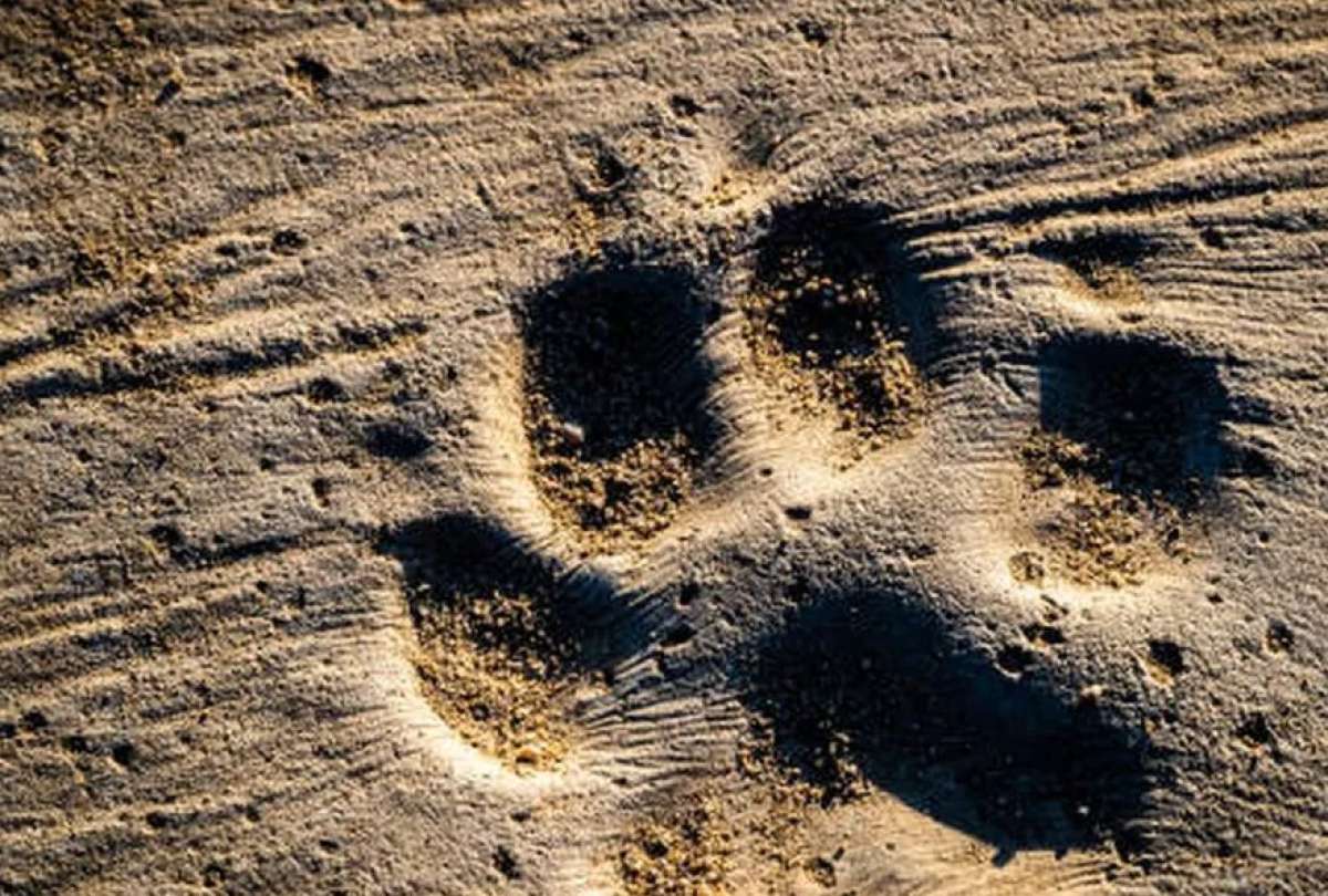 Los “cachorros” de la edad de hielo eran lobos.