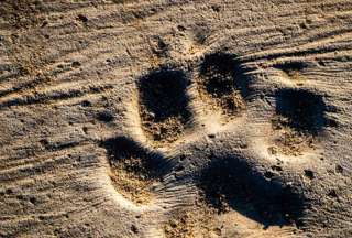 Descubren f&oacute;siles de cachorros de m&aacute;s de 14.000 a&ntilde;os