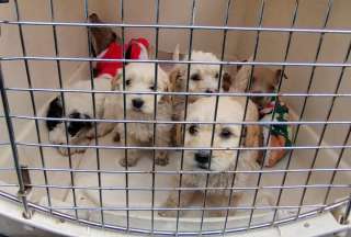 Quito: Rescatan perros y gatos que era comercializados en un mercado