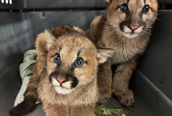 Descubren cachorros de puma hu&eacute;rfanos en California: el Zool&oacute;gico de Oakland busca salvarlos
