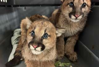 Descubren cachorros de puma hu&eacute;rfanos en California: el Zool&oacute;gico de Oakland busca salvarlos