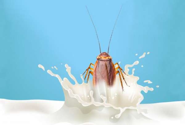 El Instituto de Biolog&iacute;a de C&eacute;lulas Madre y Medicina Regenerativa en la India demostr&oacute; que la leche de cucaracha tiene un alto valor nutritivo.