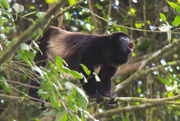 El mono aullador es una especie protegida y en peligro de extinci&oacute;n. 