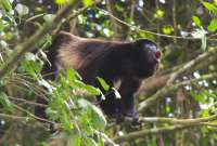 El mono aullador es una especie protegida y en peligro de extinción.