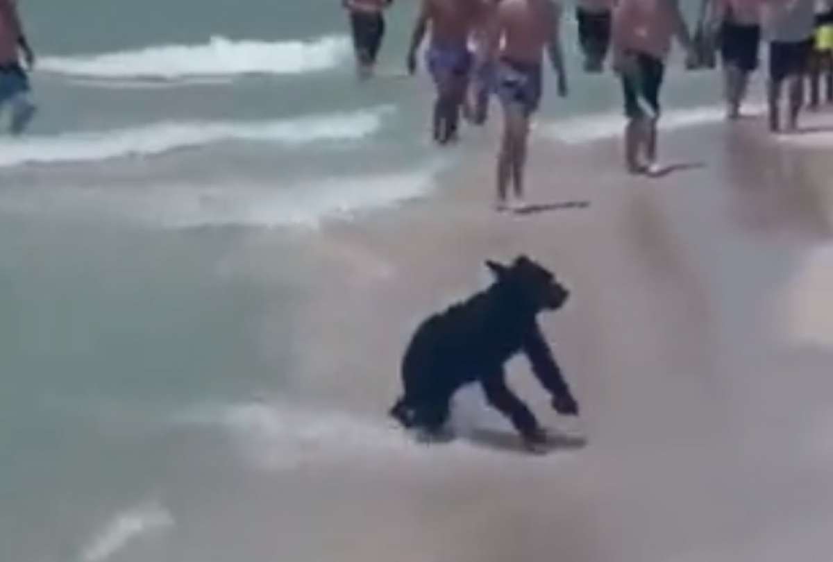 Algunos testigos comentaron que, al principio, pensaron que era un perro.