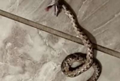 &iexcl;Impactante! Una serpiente mordi&oacute; a una mujer al usar el inodoro