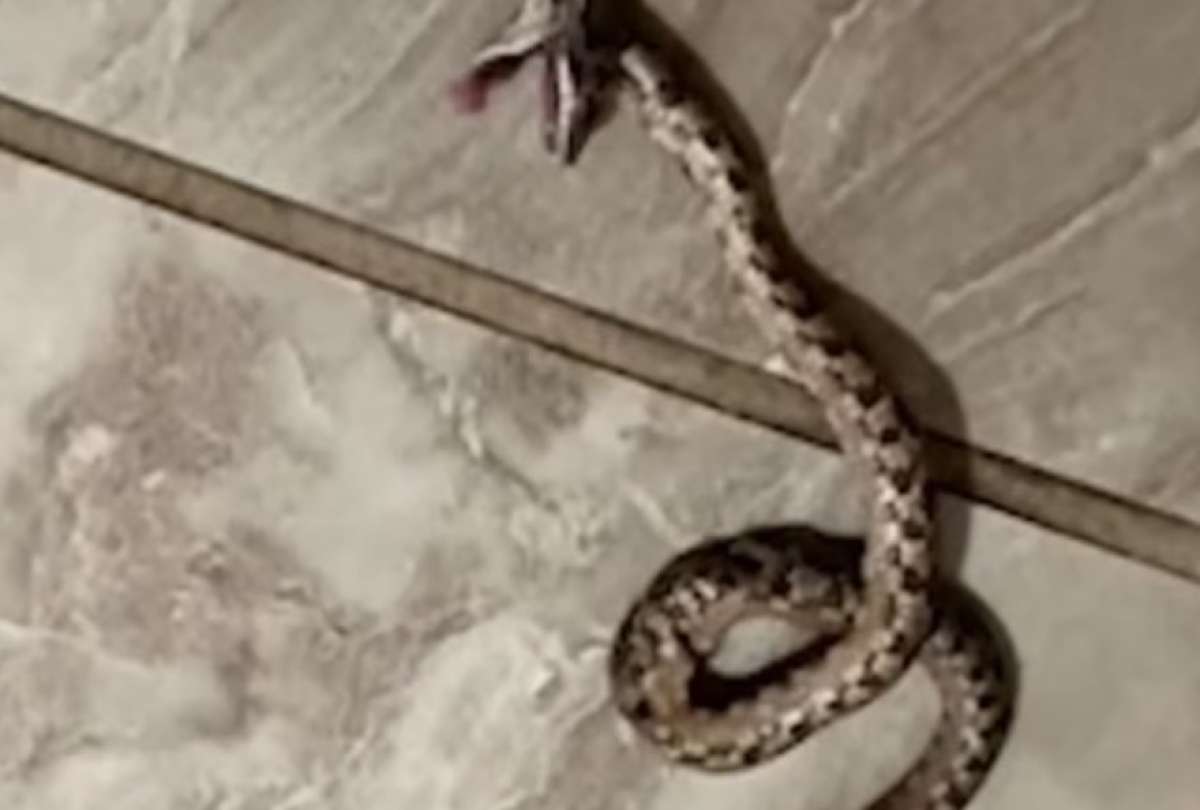 ¡Impactante! Una serpiente mordió a una mujer al usar el inodoro