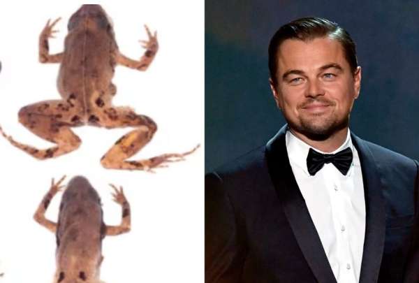 Una nueva especie de ranas encontrada en Ecuador fue bautizada como DiCaprio. 