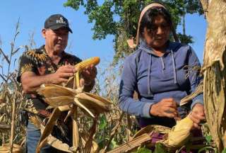 Ministerio de Agricultura comprar&aacute; ma&iacute;z y arroz a los productores