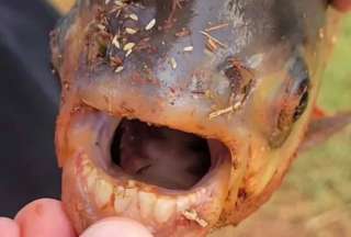 Ni&ntilde;o pesca pez con dientes humanos en Oklahoma