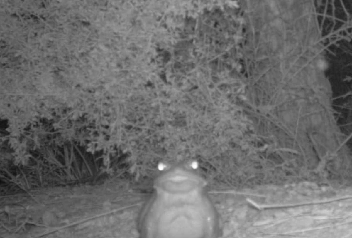 Servicio de Parques Nacionales de EE.UU. recomend&oacute; "no lamer el sapo" bufo alvarius