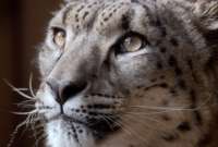 Un leopardo de las nieves muere en zool&oacute;gico de Estados Unidos despu&eacute;s de contraer COVID-19