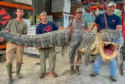 El cocodrilo m&aacute;s grande cazado en un r&iacute;o de Mississippi