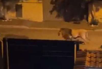 Le&oacute;n de un circo escap&oacute; y atemoriz&oacute; a un vecindario en Roma, Italia