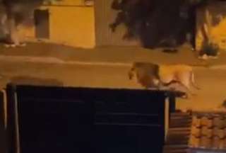 Le&oacute;n de un circo escap&oacute; y atemoriz&oacute; a un vecindario en Roma, Italia