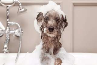 La eterna duda sobre tu perro: &iquest;Cada cu&aacute;nto es recomendable ba&ntilde;arlo?