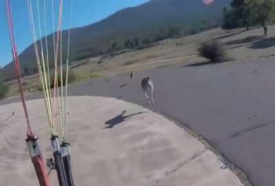 Un canguro "boxe&oacute;" a un paracaidista mientras aterrizaba. Ocurri&oacute; en Australia.