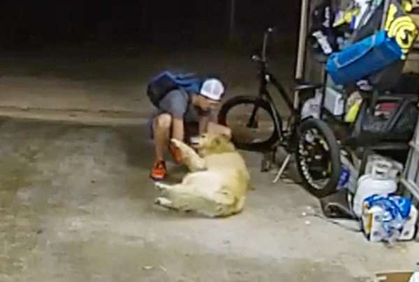 Ladr&oacute;n jug&oacute; con un perro antes de robarse una bicicleta 