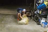 Ladrón jugó con un perro antes de robarse una bicicleta
