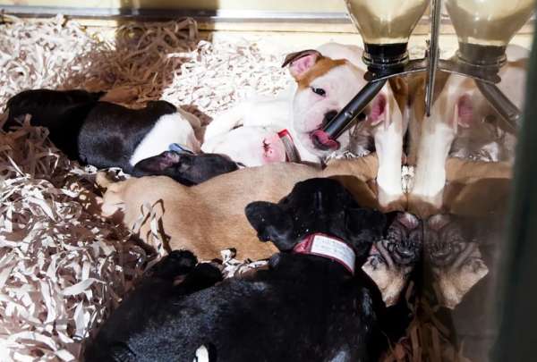 Solo criadores registrados podr&aacute;n vender estas especies, bajo estrictas normativas que buscan proteger el bienestar animal. 