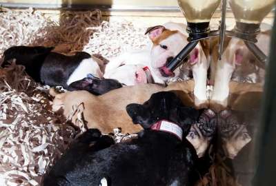 Solo criadores registrados podrán vender estas especies, bajo estrictas normativas que buscan proteger el bienestar animal.