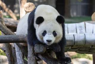 Bao Li y Qing Bao, los pandas gigantes, debutan en el Zool&oacute;gico Nacional de Washington