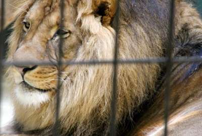 Un le&oacute;n atac&oacute; a su domador en medio show de circo