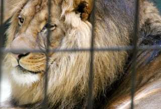 Un le&oacute;n atac&oacute; a su domador en medio show de circo