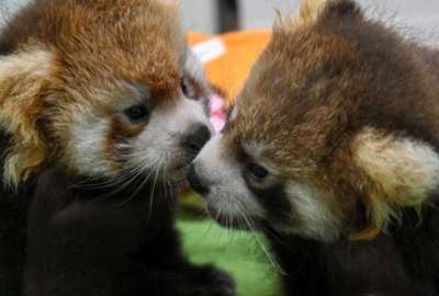 Los pandas rojos son una especie que est&aacute; en peligro de extinci&oacute;n