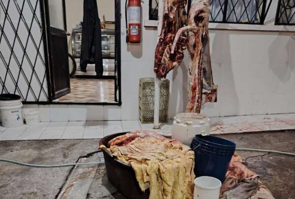 El lugar faenaba animales en medio de condiciones insalubres.