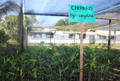 Los beneficios que da el bosque, como: agua, alimentos y materias primas.