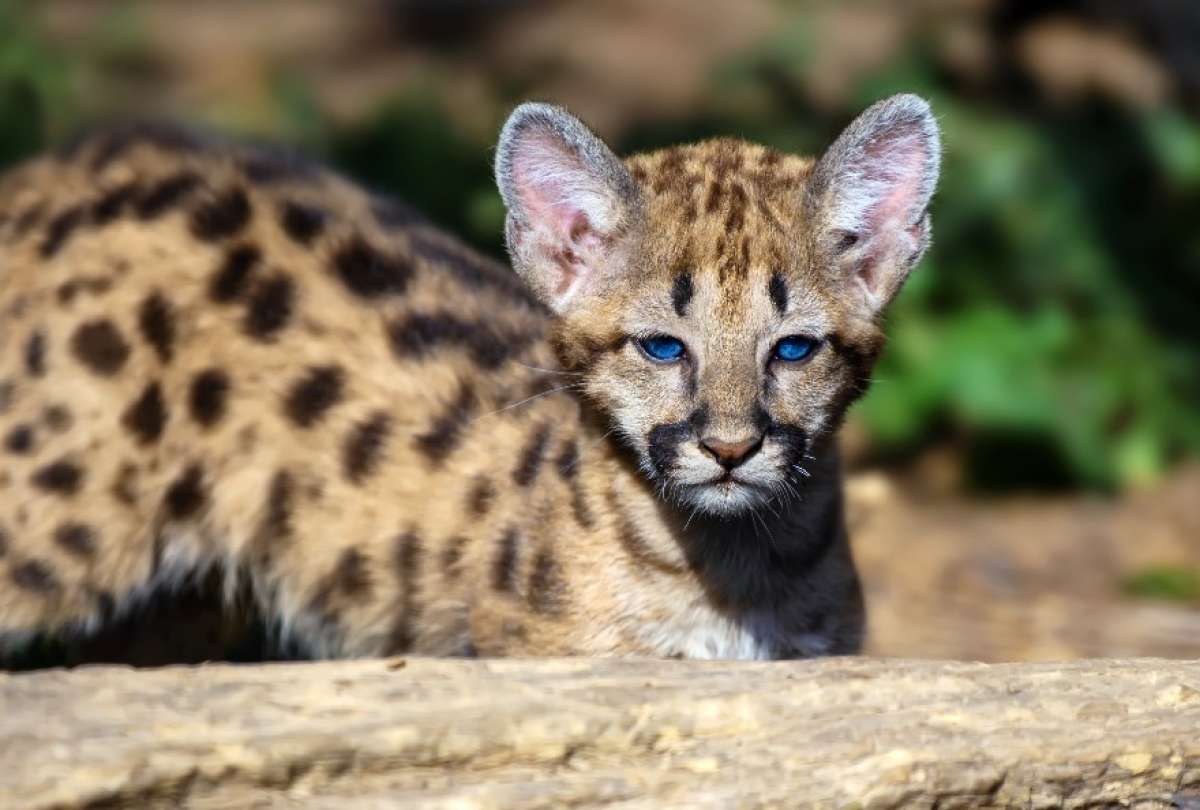 España: Policía capturó a presuntos traficantes de gatos silvestres