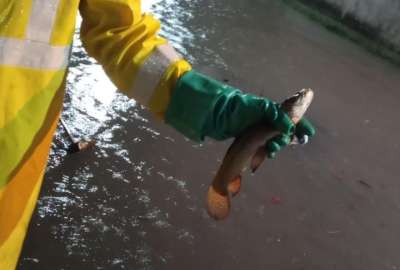 Interagua encontr&oacute; peces en el sistema de aguas lluvia en Guayaquil