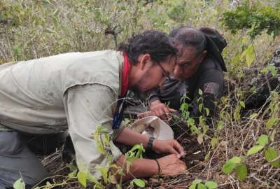 Nueva especie de microavispa hallada en las Islas Gal&aacute;pagos 