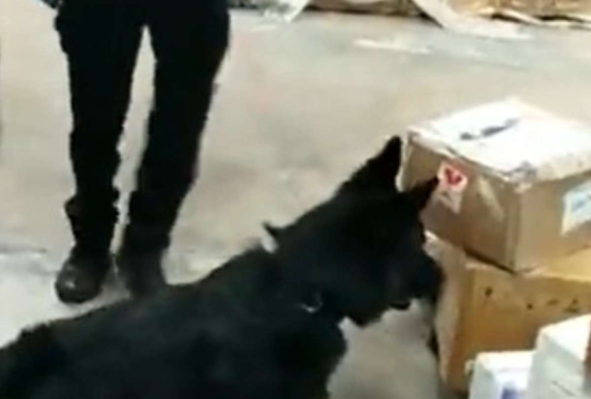 Ecuador recibe 15 canes para combatir el tr&aacute;fico de drogas