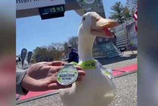 Viral | Pato termina una carrera y gana una medalla