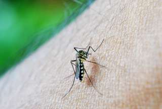 Dengue y viruela del mono: &iquest;Hay casos de estas enfermedades en Ecuador?