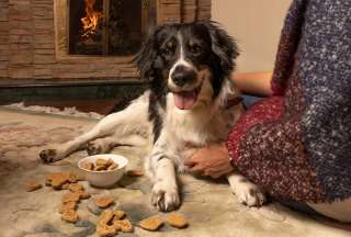 &iquest;C&oacute;mo prevenir el estr&eacute;s navide&ntilde;o en sus mascotas?