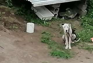 Rescatan a tres perros en condiciones cr&iacute;ticas en el Valle de los Chillos