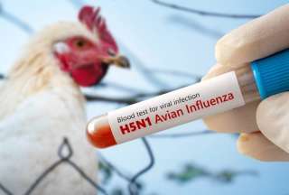 Ecuador est&aacute; libre de gripe aviar